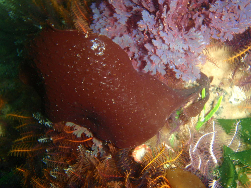 Schizymenia apoda