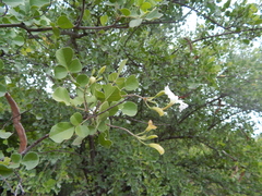 Dolichandrone falcata