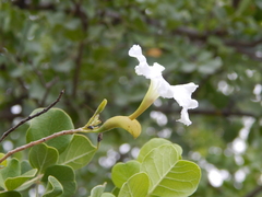 Dolichandrone falcata