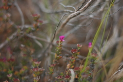 Drosanthemum intermedium