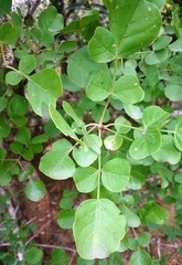 Dolichandrone falcata