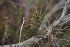 Drosanthemum intermedium