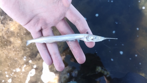Japanese Halfbeak