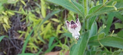 Andrographis echioides