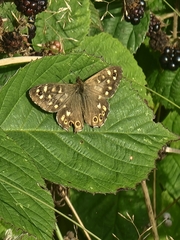 Pararge aegeria
