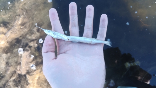 Japanese Halfbeak