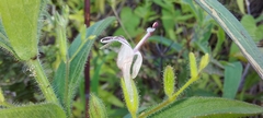 Andrographis echioides