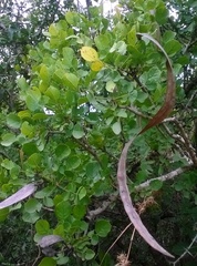 Dolichandrone falcata