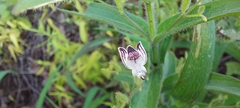 Andrographis echioides