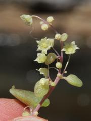 Crassula nemorosa