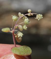Crassula nemorosa