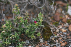 Ruschia neovirens