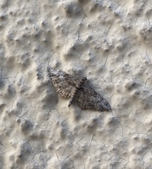 Gymnoscelis rufifasciata