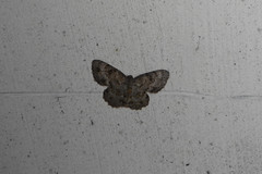 Dischidesia cinerea