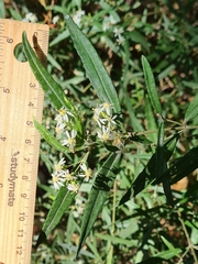 Olearia viscidula