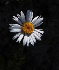Osmitopsis dentata
