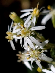 Olearia viscidula