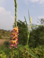 Alysicarpus longifolius