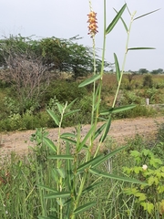 Alysicarpus longifolius