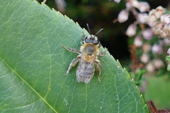 Andrena fuscipes