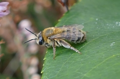 Andrena fuscipes