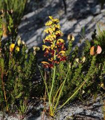 Tritoniopsis parviflora parviflora