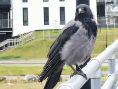 Corvus cornix