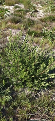 Cliffortia polygonifolia