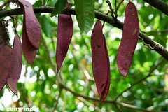 Saraca thaipingensis