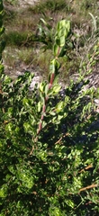 Cliffortia polygonifolia