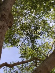 Dalbergia lanceolaria