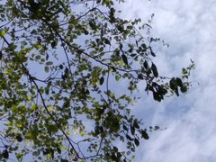 Dalbergia lanceolaria