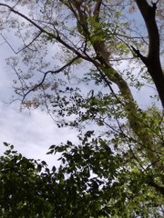 Dalbergia lanceolaria