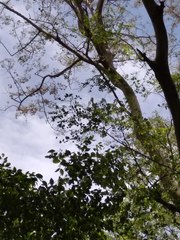 Dalbergia lanceolaria