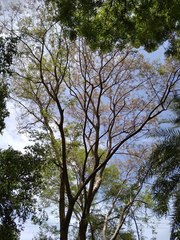 Dalbergia lanceolaria