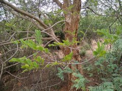 Dalbergia lanceolaria