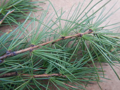 Larix gmelinii