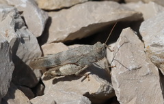 Oedipoda germanica meridionalis