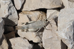 Oedipoda germanica meridionalis