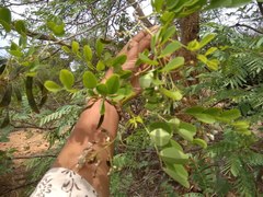 Dalbergia lanceolaria