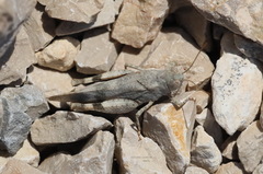 Oedipoda germanica meridionalis