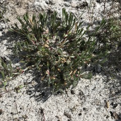 Centella tridentata litoralis