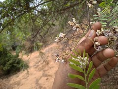 Dalbergia lanceolaria