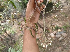 Dalbergia lanceolaria