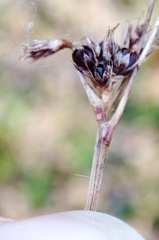 Luzula multiflora sibirica