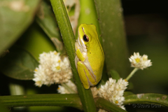 Litoria fallax