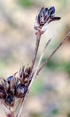 Luzula multiflora sibirica