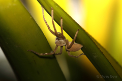 Neosparassus salacius