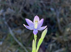 Thelymitra angustifolia