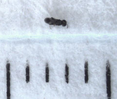 Adelencyrtus odonaspidis